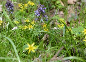 polanka ze zlocia zolta kokorycza i sledziennica skretolistna 2025 04 14 115901