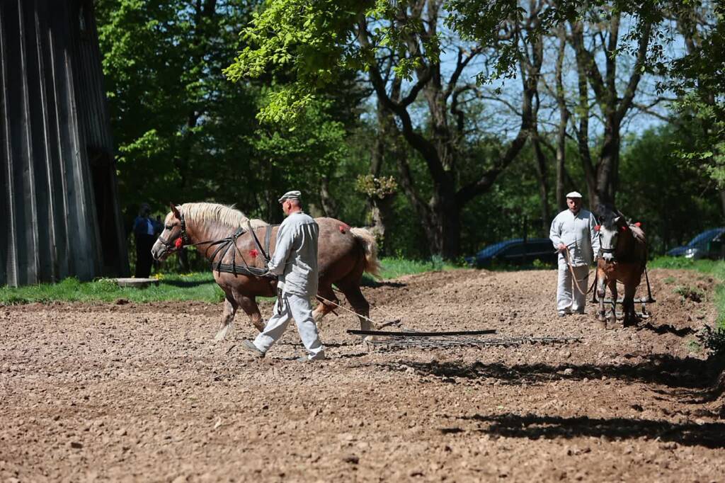Pokaz wiosennych prac polowych w lubelskim skansenie 1 pole 270425 004 2025 04 27 132450