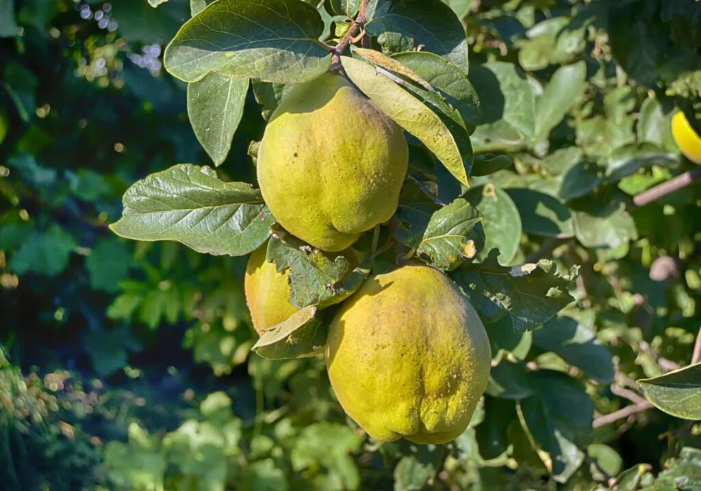 quince 3712000 1280 2025 04 07 112106