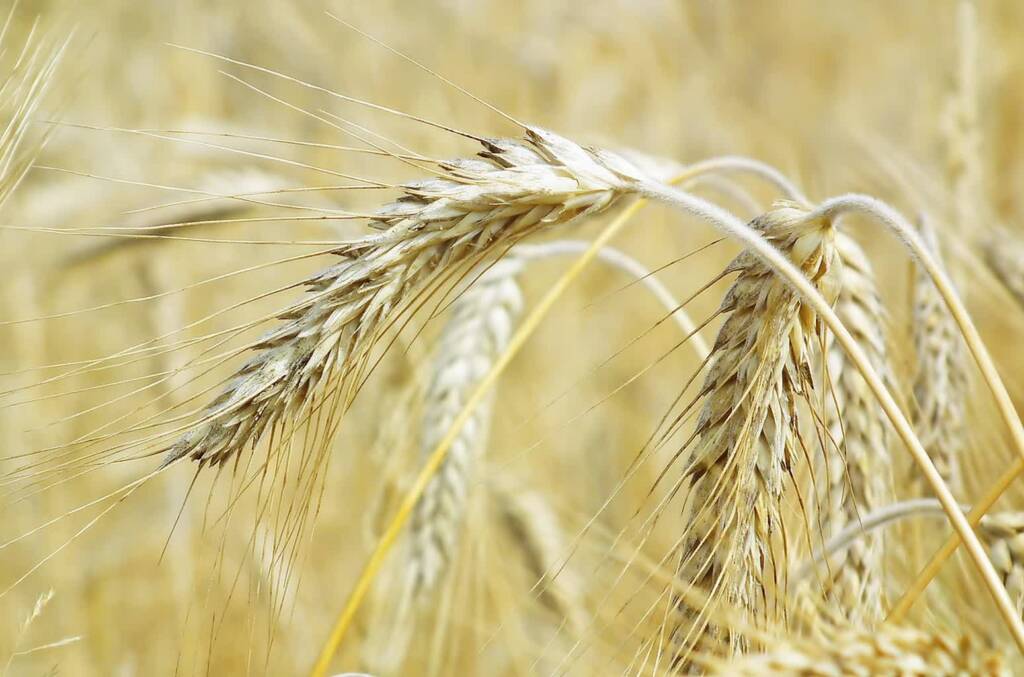 rye 7589573 1280 2025 04 26 084926