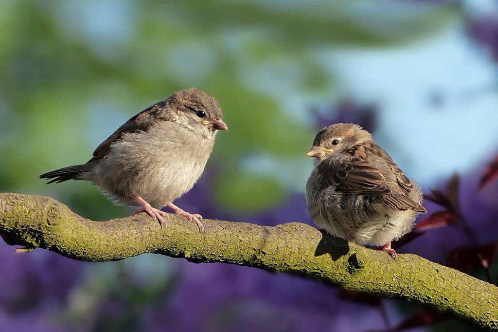 sparrows 3434123 1280 2025 04 26 073124