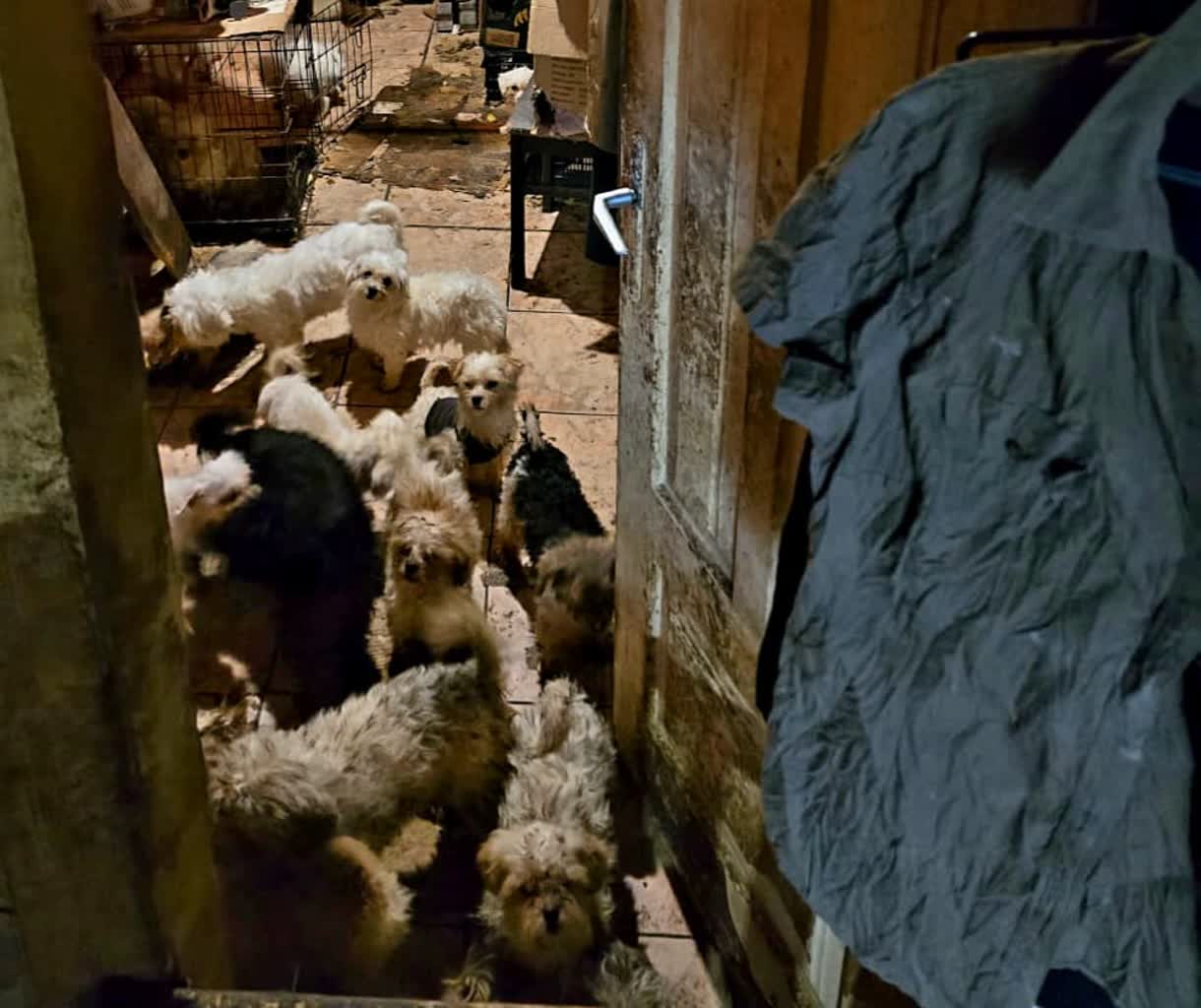 Miała 39 psów. Kobieta odpowie za znęcanie się nad zwierzętami 2 353-266793.jpg