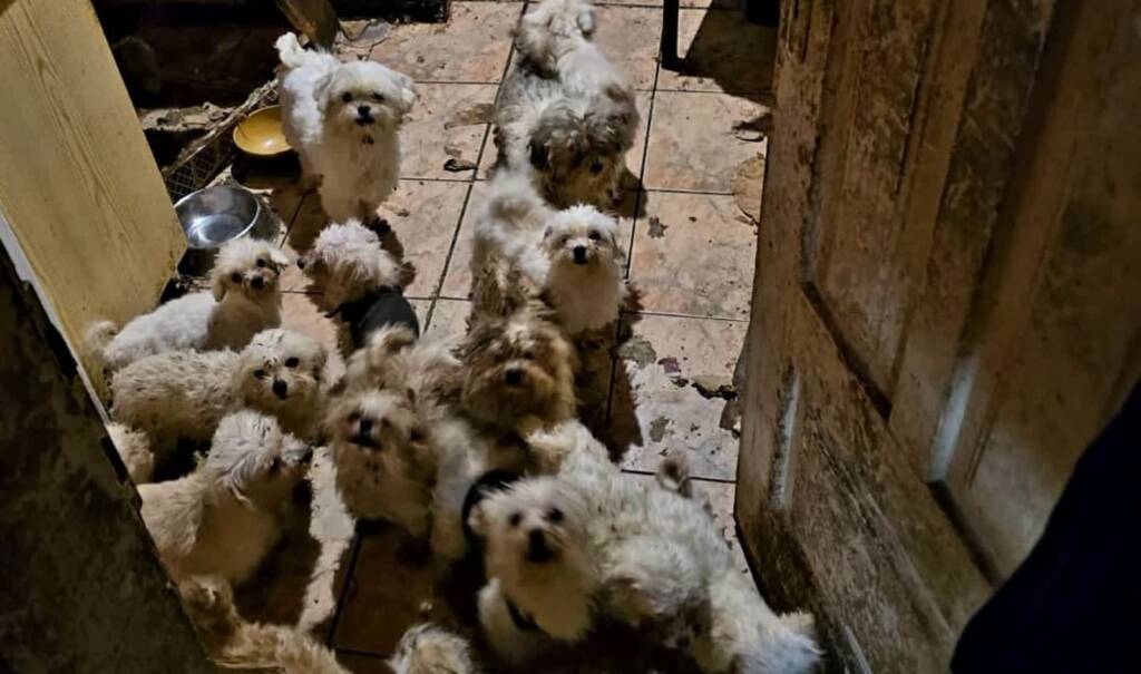 353 266794 2025 05 20 152126