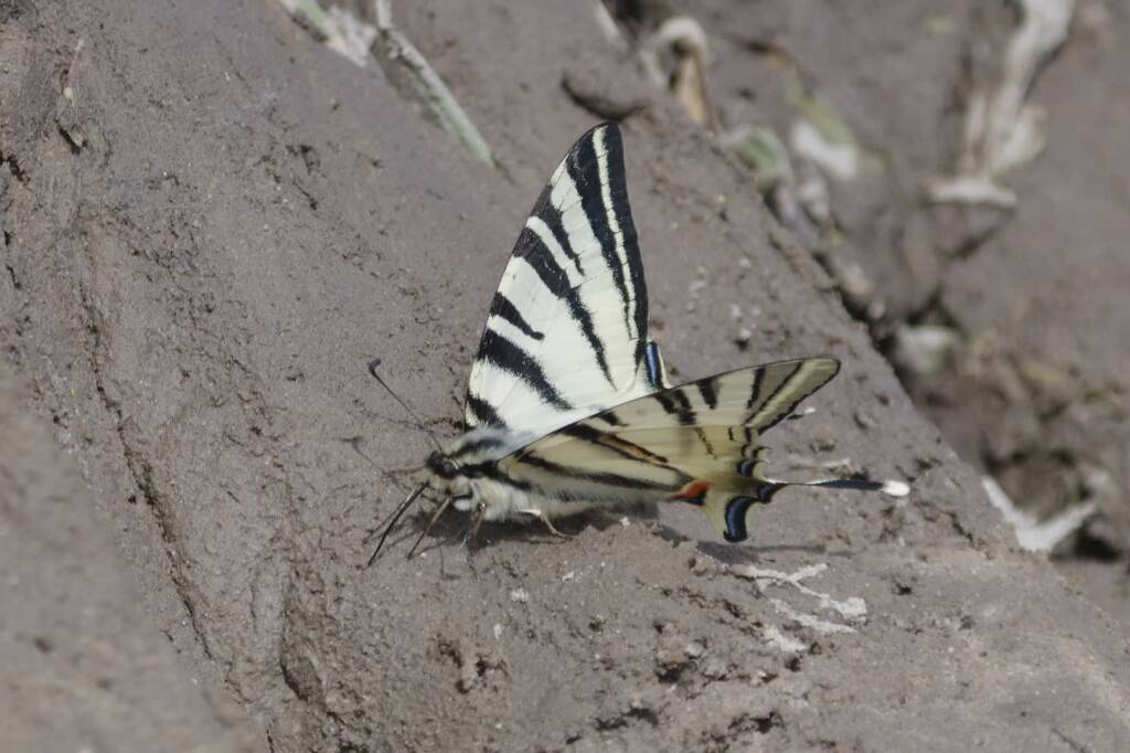 494057027 1070644315090023 1601043188362219008 n 2025 05 05 112038