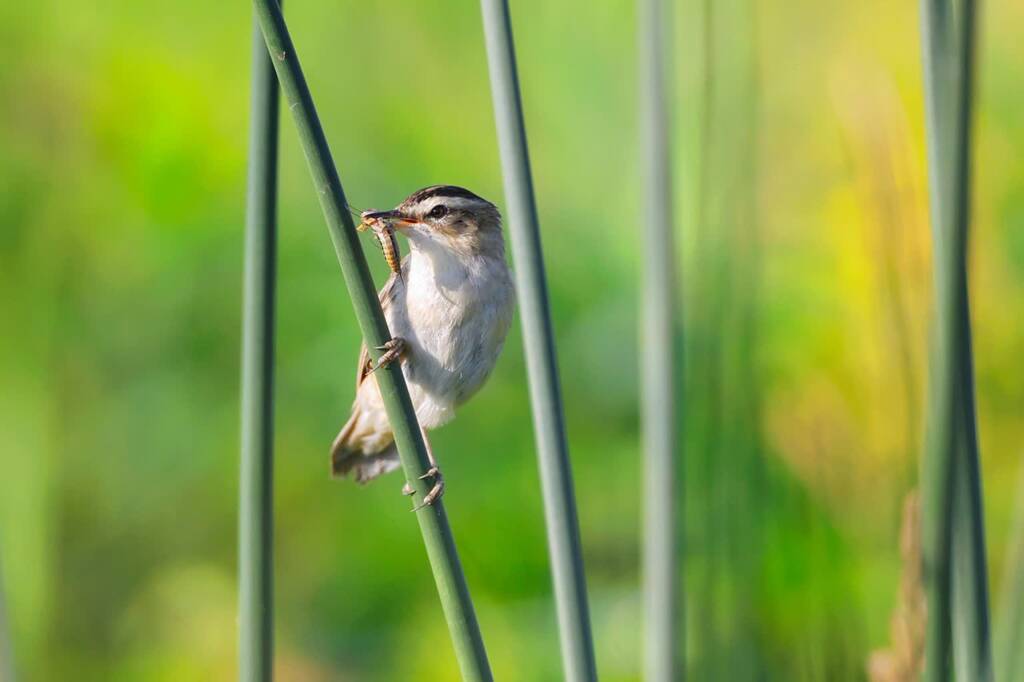 aquatic warbler 7348257 1280 2025 05 31 072846