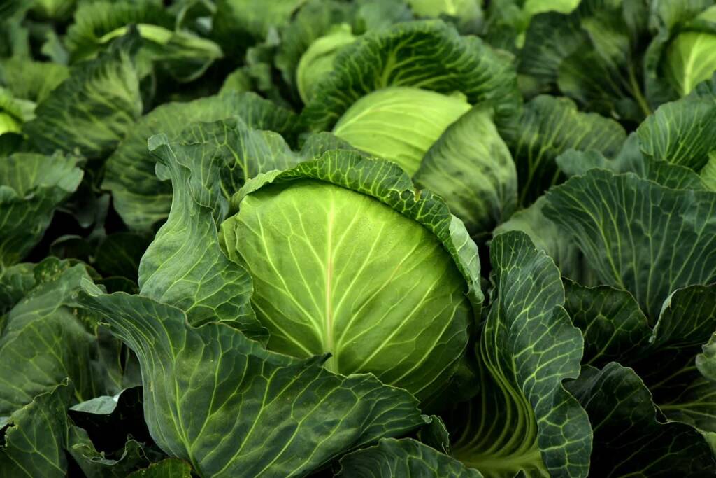 cabbage 3722517 1280 2025 05 16 191814