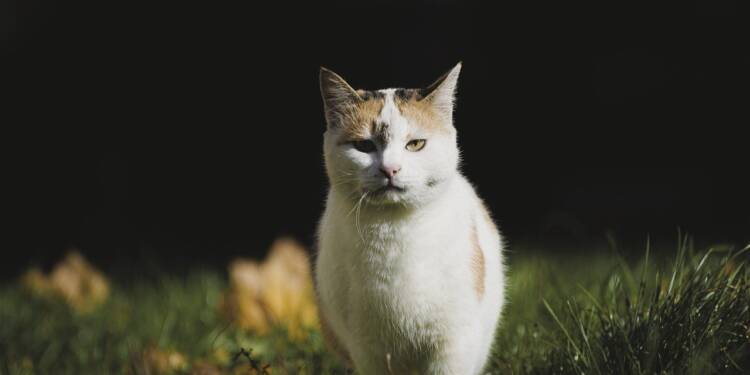 cat 7564358 1280 2025 05 26 084803