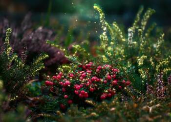 cranberries 5752417 1280 2025 05 26 160016