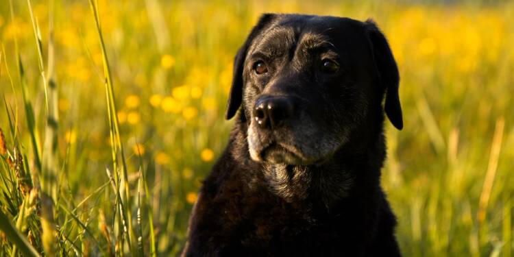 dog 5735582 1280 2025 05 06 130026