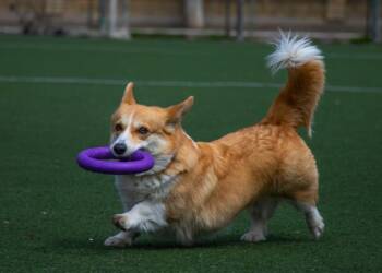 dog 7578799 1280 2025 05 21 112521