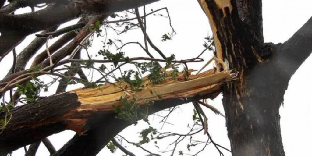 Strażackie interwencje po burzach w regionie 1 drzewo 2 2022 02 23 150724 2023 07 17 072522 750x375 2025 05 04 080236