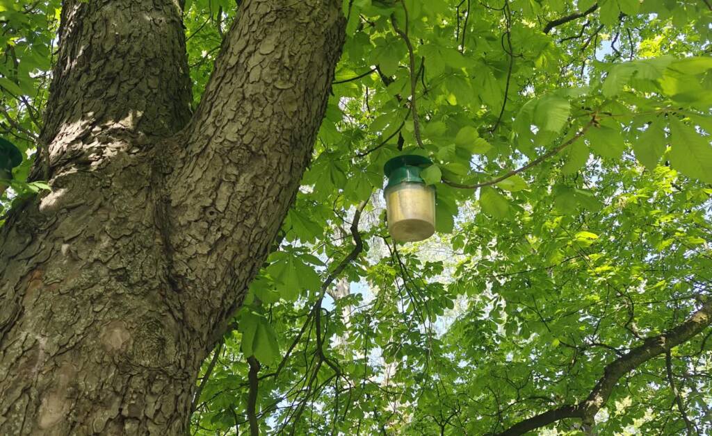 feromonowe pulapki pomoga chronic lubelskie kasztanowce fot. miasto lublin 1 2025 05 06 114746