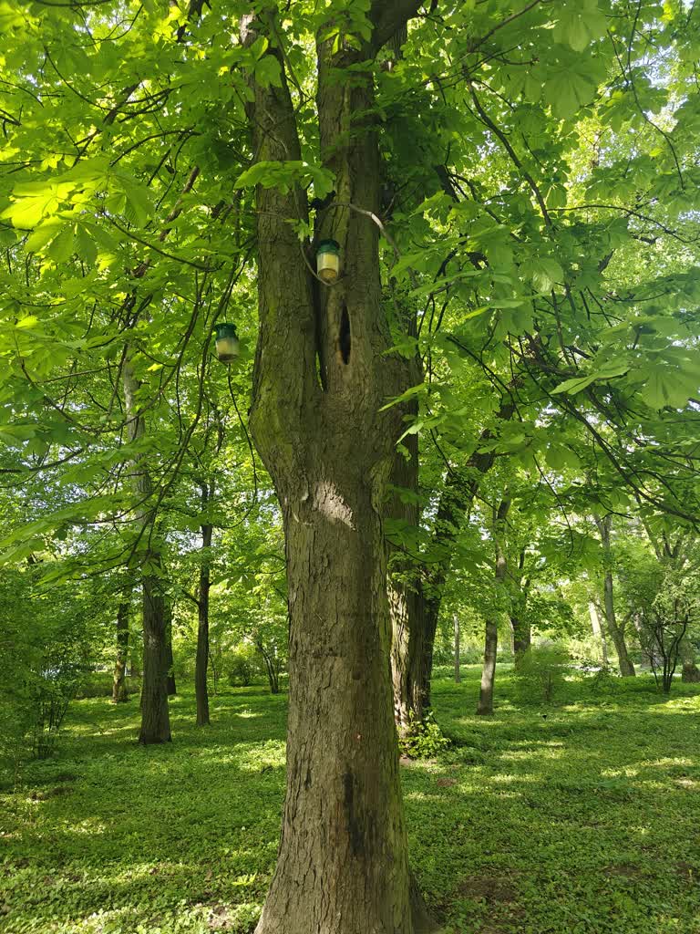 Pułapki na szkodniki zawieszone. Mają chronić kasztanowce 2 Feromonowe pułapki pomogą chronić lubelskie kasztanowce_fot. Miasto Lublin_2.jpg