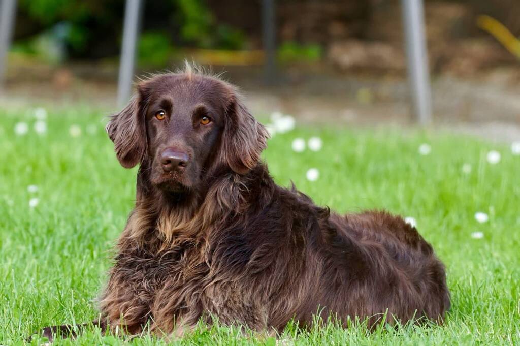 german longhaired pointer 782498 1280 2025 05 09 203521
