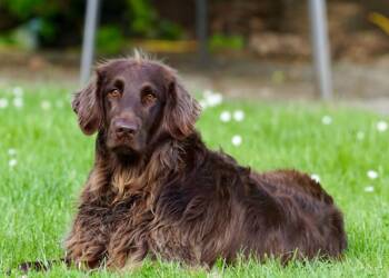 german longhaired pointer 782498 1280 2025 05 09 203521