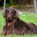 german longhaired pointer 782498 1280 2025 05 09 203521