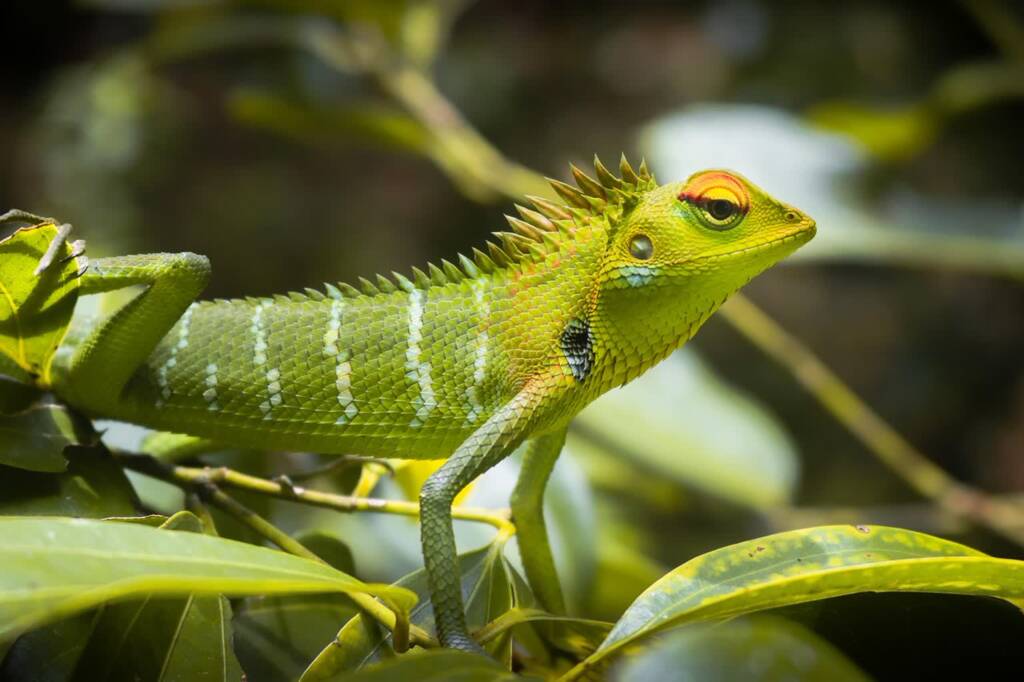 green lizard 5370821 1280 2025 05 13 112908