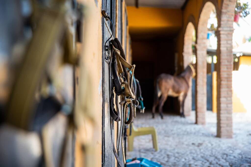 horse 7508425 1280 2025 05 14 210216