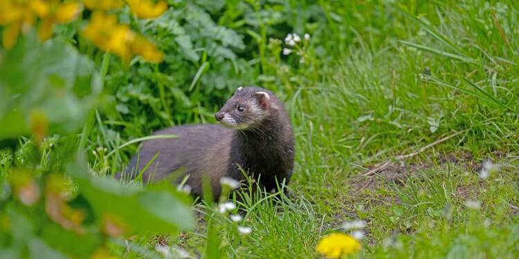 iltis 7186465 1280 2025 05 29 144514