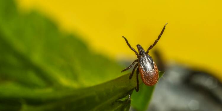 kleszcz 2025 05 25 075717