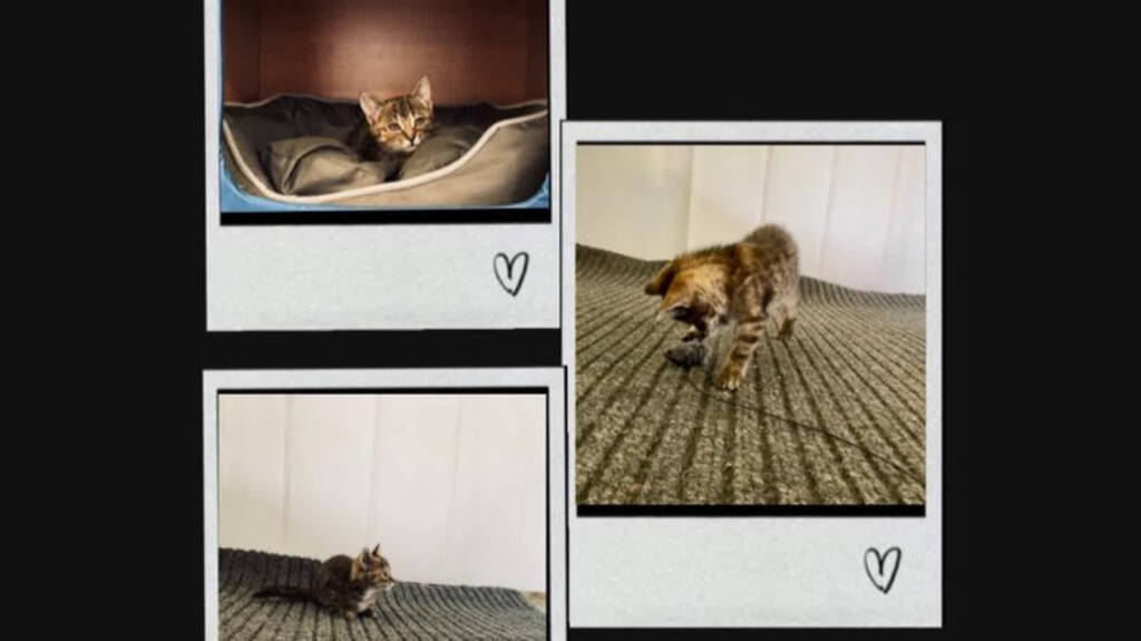 kot1 2025 05 31 070952