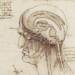 leonardo da vincis brain physiology 2025 05 20 105816
