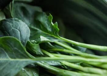 pexels catscoming 750952 2025 05 30 065212