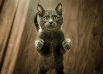 pexels kerber 774731 2025 05 27 072656