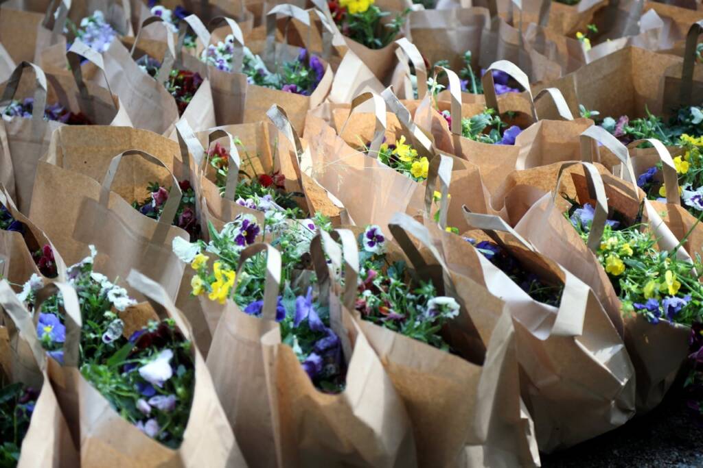 Drugie życie bratków. Darmowe kwiaty czekają na lublinian 1 pm bratki 050624 009 2025 05 27 071044