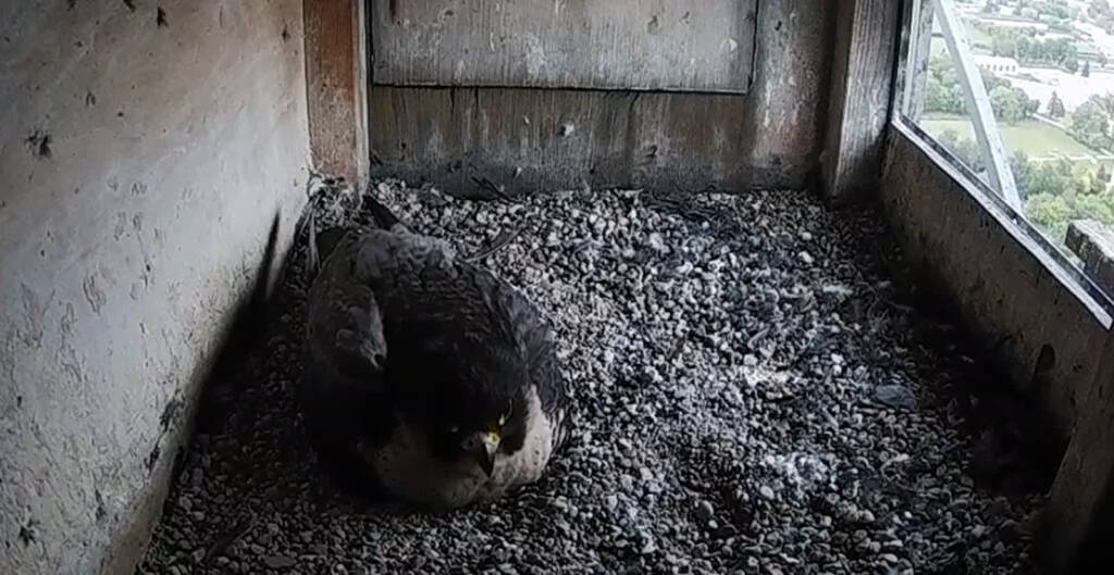 14.05.2025 Aktualności 1 sokol4 2025 05 14 175943