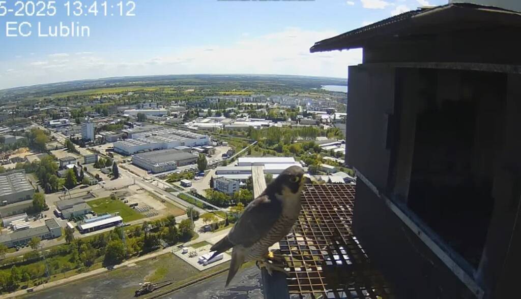 Coraz więcej sokołów w Lublinie. Kolejnych młodych możemy spodziewać się już niebawem 1 sokol na zewnatrz 2025 05 02 162854