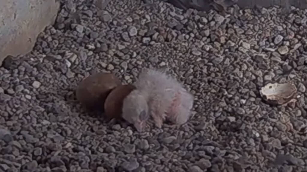 sokol piskle 2025 05 07 113323