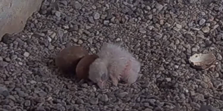 sokol piskle 2025 05 07 113323