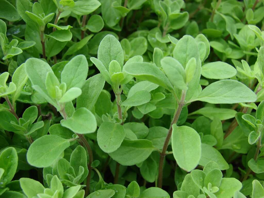 starr 070906 8859 origanum majorana 2025 05 09 141504