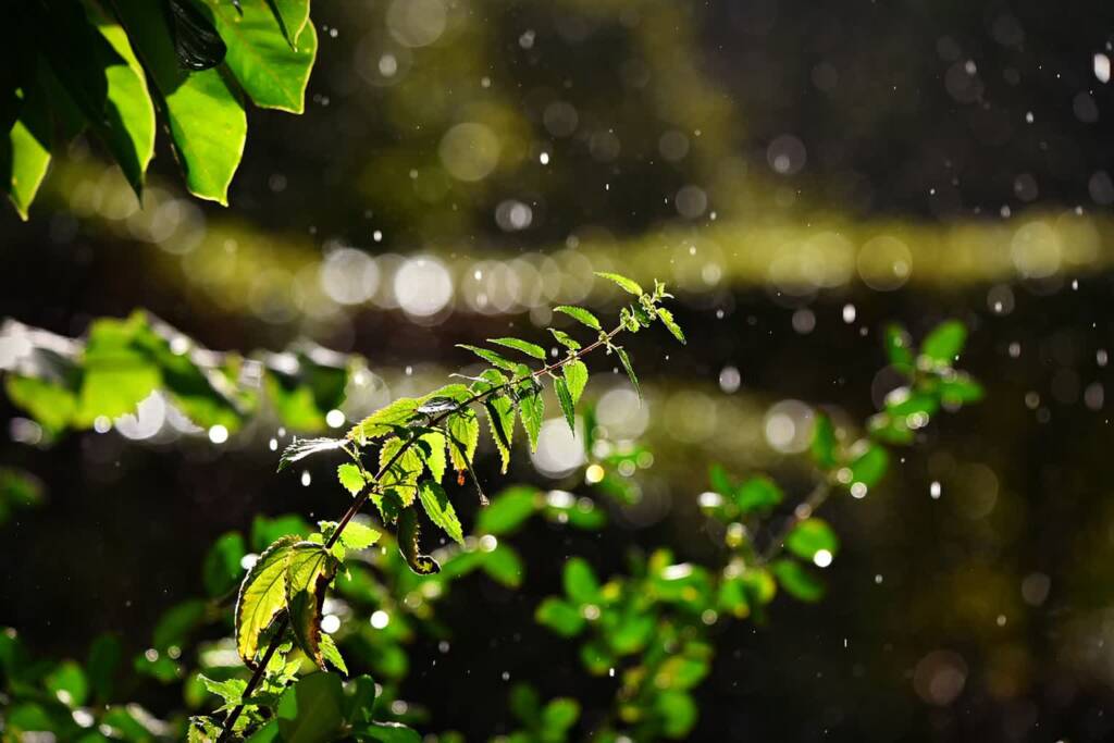 stinging nettle 3633952 1280 2025 05 13 074408