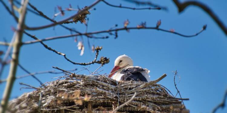 stork 7029266 1280 2025 05 17 072349