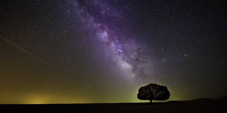 tree 1866602 1280 2025 05 09 153033