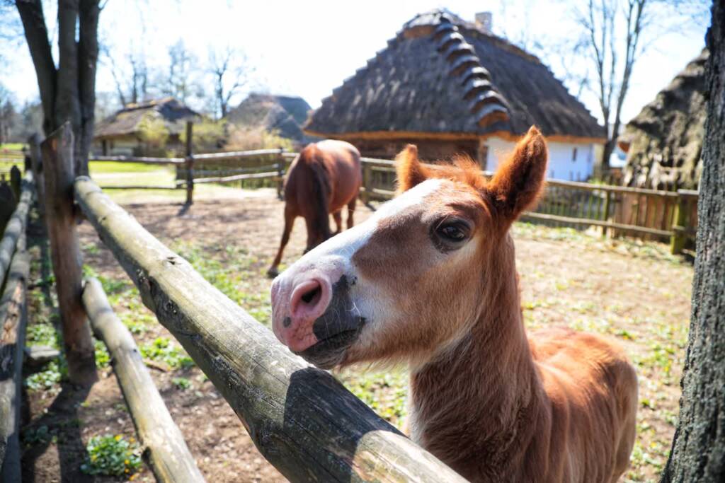 wiosnaskansen 130425 014 2025 05 02 125325