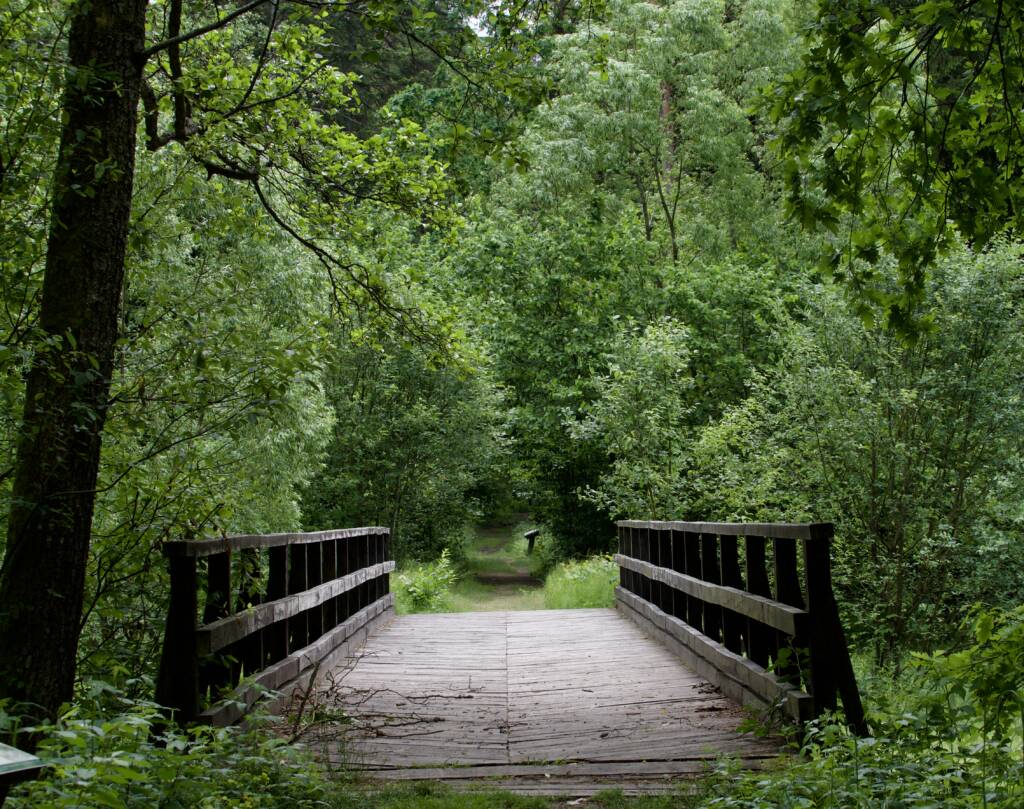 21.06.2025 Leśne wędrowanie 1 063e6322 afd5 4090 b60a 7dfad769aa49 2025 06 20 103101