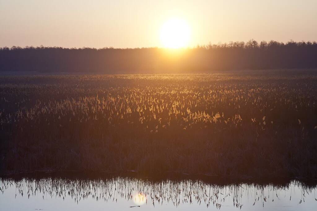 1280px jezioro rezerwat piskory 2025 06 29 092333