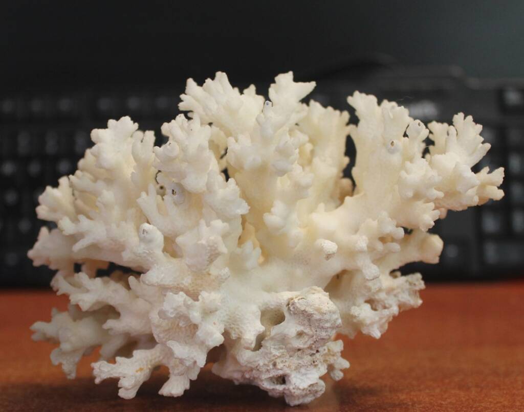 Zakazane pamiątki wakacyjne. Czego nie można przewozić przez granicę? 1 20240805 cites koralowiec 2025 06 24 211603