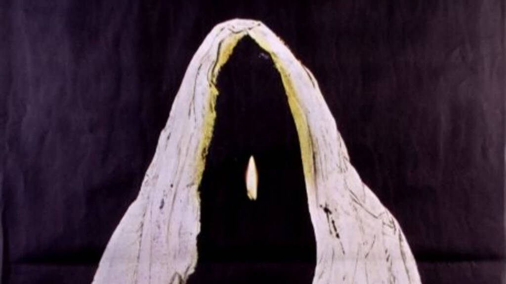 austeria1 2025 06 06 185727