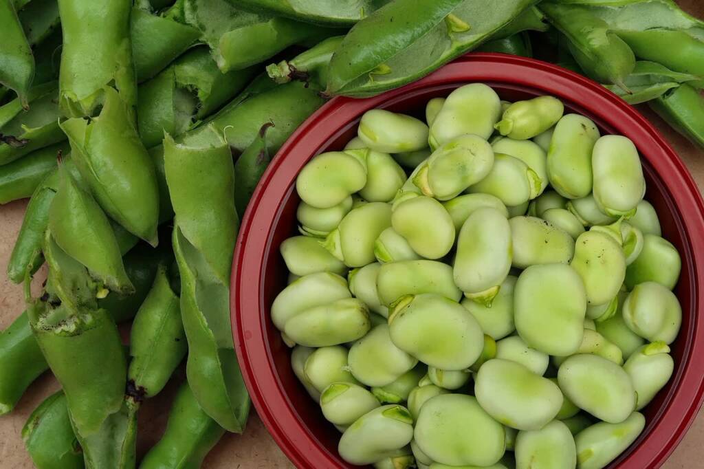 broad beans 5479434 1280 2025 06 25 125107