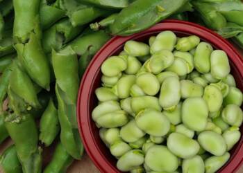 broad beans 5479434 1280 2025 06 25 125107