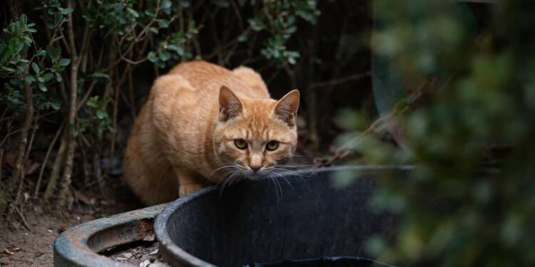 cat 7875506 1280 2025 06 02 105225