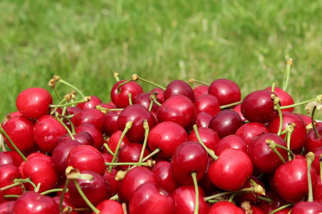 cherries 4247202 1280 2025 06 17 063110