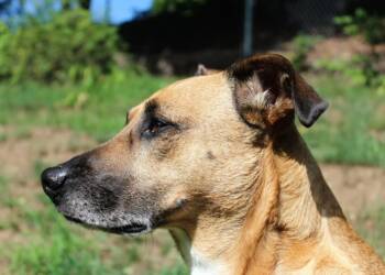 dog 1851384 1280 2025 06 17 221722