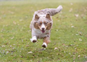 dog 9478504 1280 2025 06 26 073505