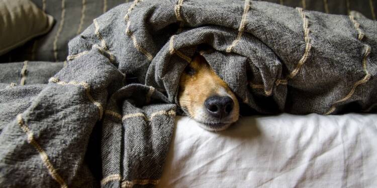 dogs 5021084 1280 2025 06 12 062806