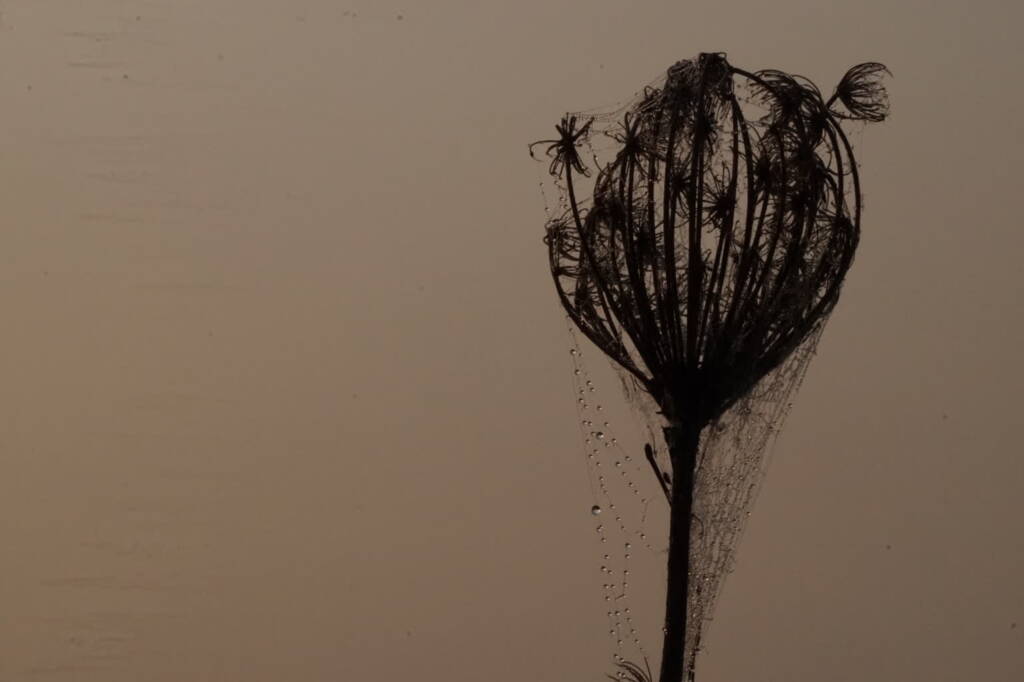 dsc04162 2025 06 01 210717